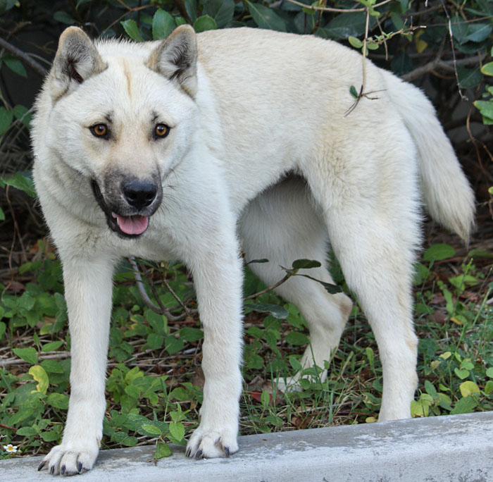 German shepherd dogo argentino sales mix